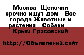 Москва! Щеночки срочно ищут дом - Все города Животные и растения » Собаки   . Крым,Грэсовский